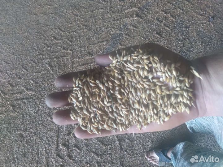 Зерно пшеница ячмень