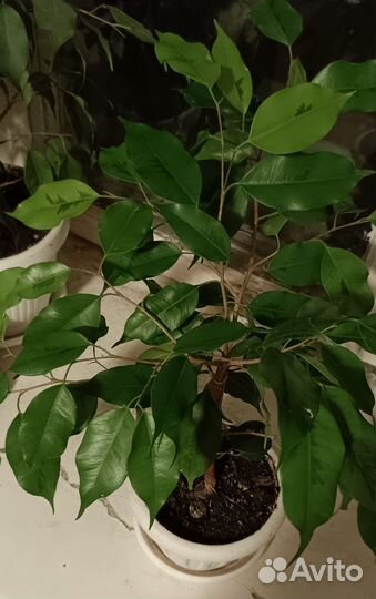 Фикус Бенджамина Голден Моник