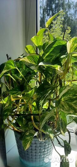 Комнатные растения