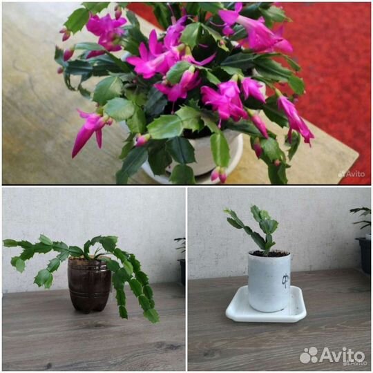 Комнатные цветы -Шлюмбергера (декабрист)