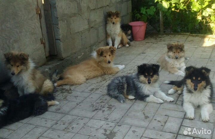 Одуванчики