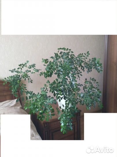 Комнатные растения