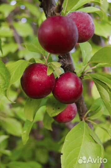 Саженцы Грецкого Ореха,Сливы,Вишни,Д.Винограда,Обл