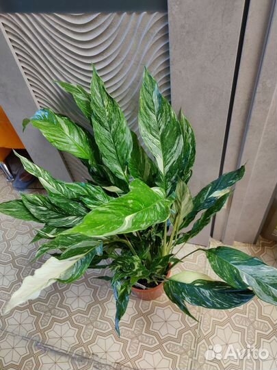 Спатифиллум Диамант