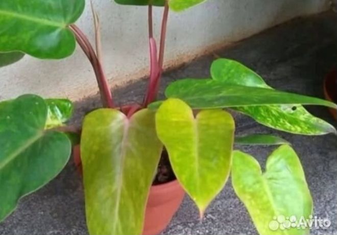 Филодендроны