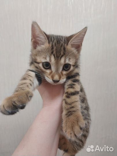 Бенгальский котенок