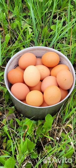 Домашние куриные яйца