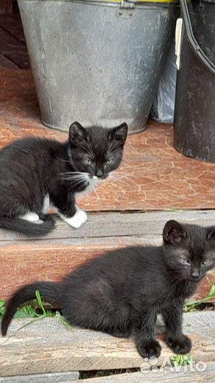 Котята в добрые руки приучены к лотку,едят всё