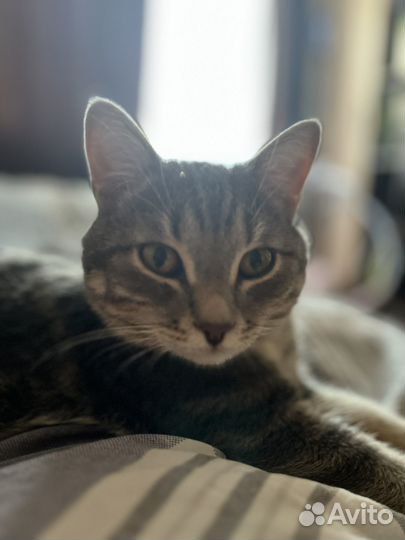 Кот