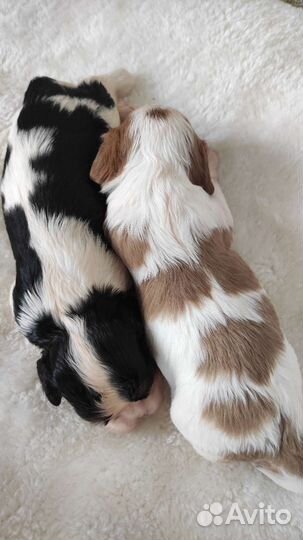 Девочки -кавалерочки