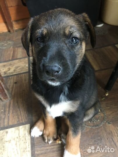 Отдам бесплатно щенки