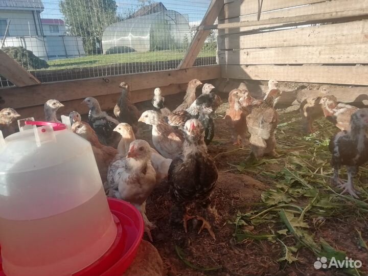 Цыплята фавероль