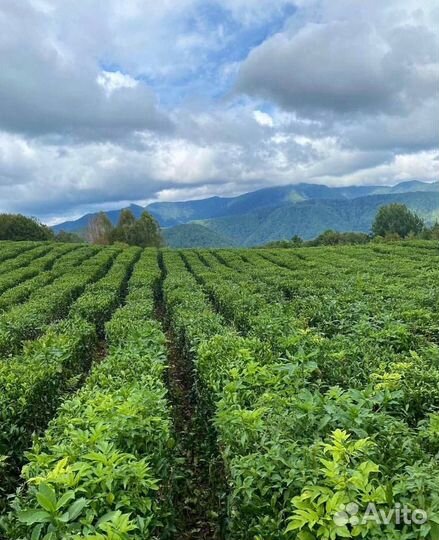 Джип-тур/Солох-аул