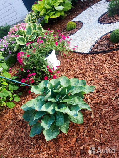 Мульча кора лиственницы