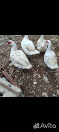 Мускусные утки(индоутки)