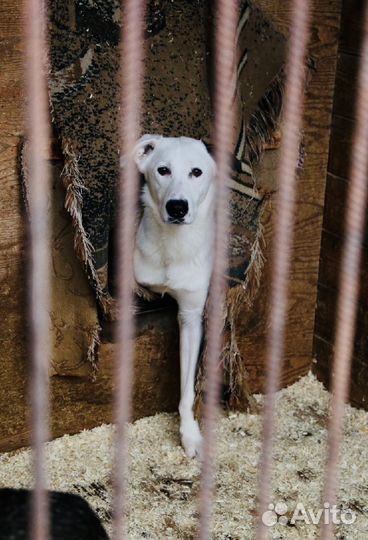 Молодой сильный ласковый Юкки томится в приюте