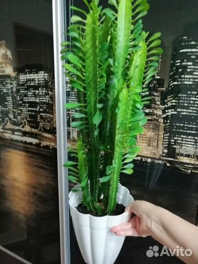 Молочай детки