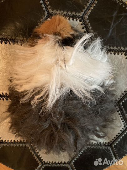 Морская свинка самка Лункария