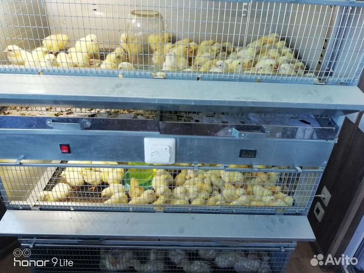 Инкубационное яйцо Бройлер, Индюк, Утка, Несушка