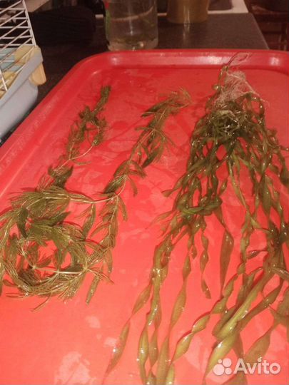 Водоросли для аквариума