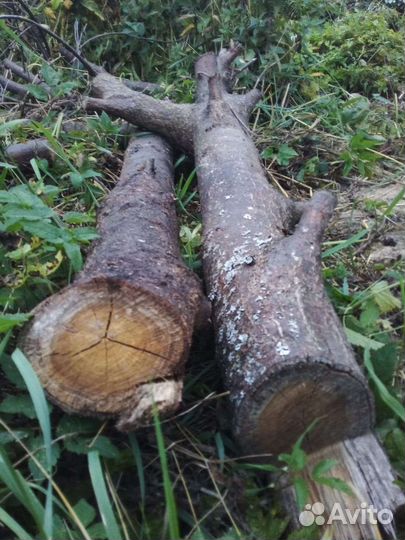 Яблоня и Дуб для поделок