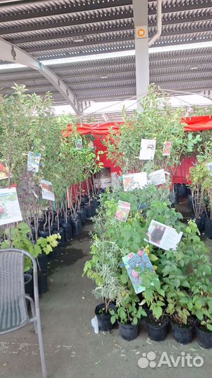 Вишня шоколадница