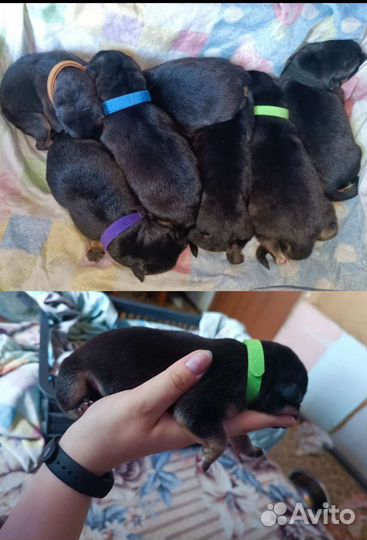 Щенки немецкой овчарки