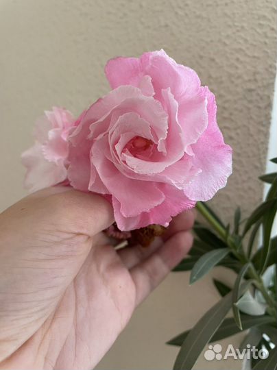 Олеандр розовый