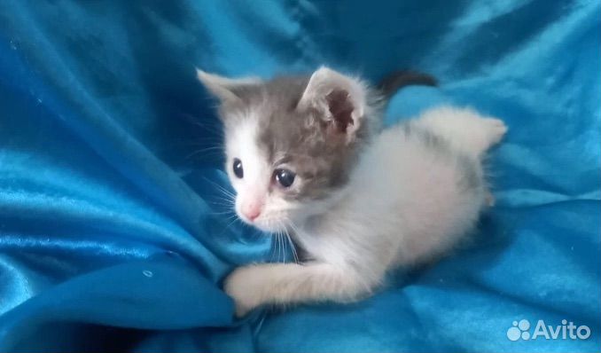 Котеночек малыш