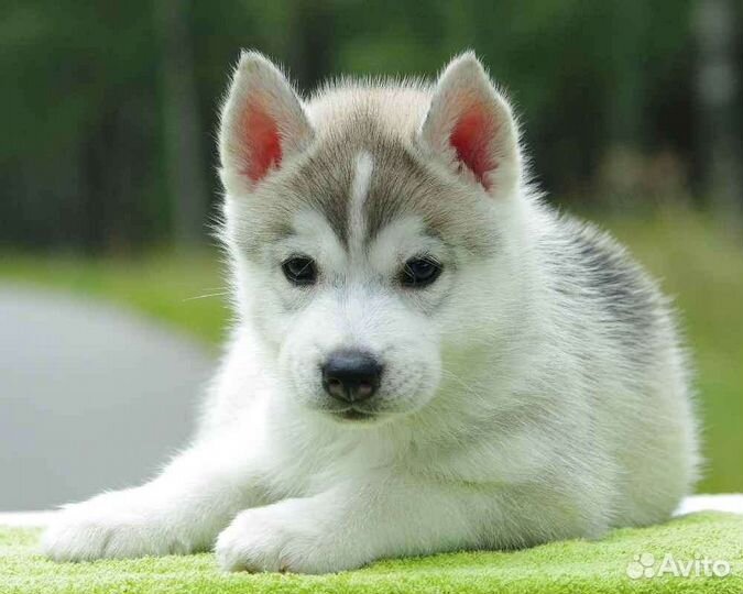 Щенки для Вас