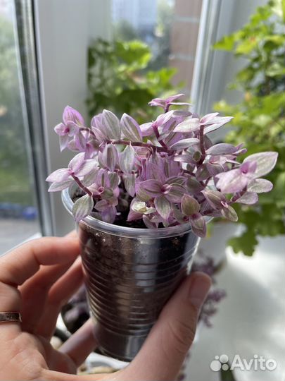 Каллизия розовая пантера