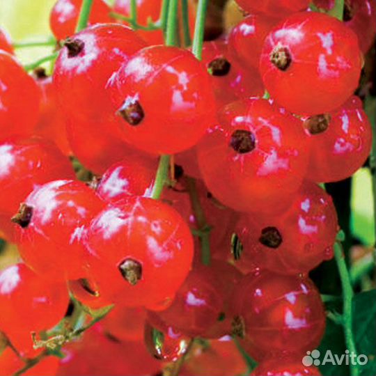 Кусты смородины и бесшипного крыжовника