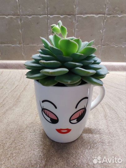 Эхеверия (каменная роза)