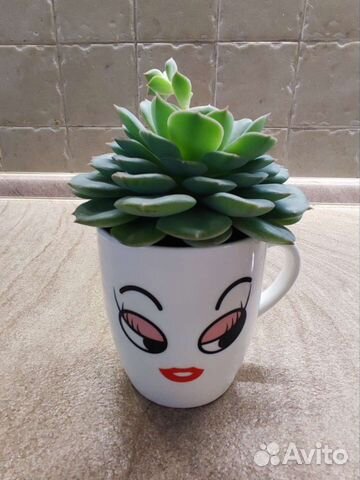 Эхеверия (каменная роза)