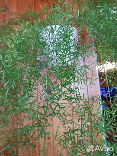 Аспарагус в горшке