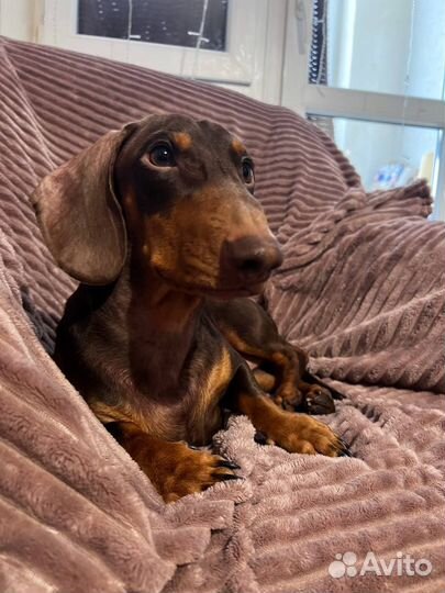 Кобель таксы для вязки