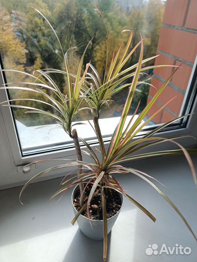 Драцена маргината триколор