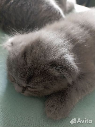Кото-ребенок