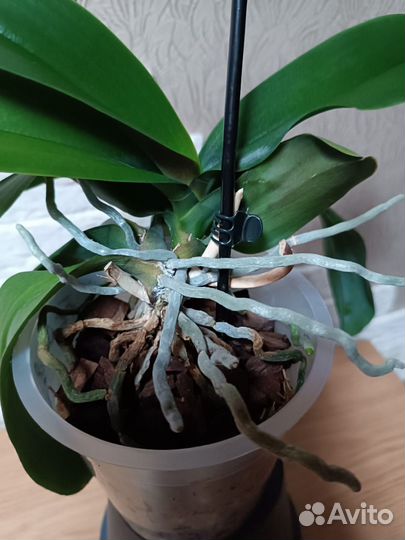 Фаленопсис Карибская мечта