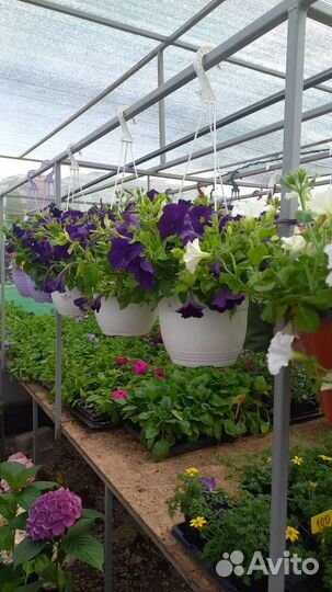 Рассада цветов (черенки петуния, калибрахоа и др.)