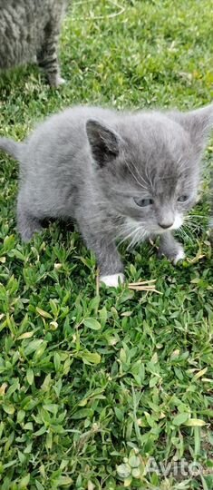 Котята помесь