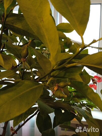 Лимонное дерево(саженцы)