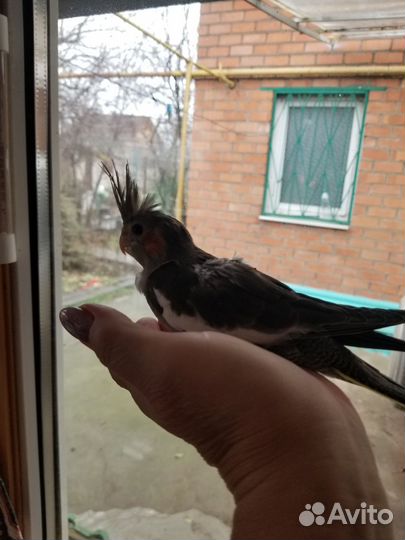 Попугай корелла птенец