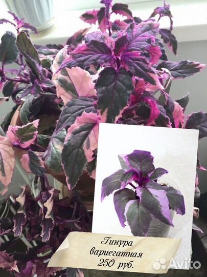 Растения комнатные №4