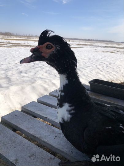 Селезень индоутки