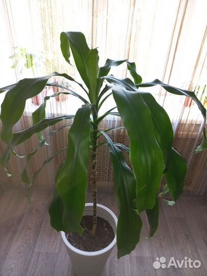 Топиарий дерево счастья