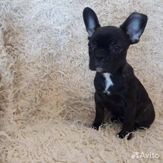 Продаются щенки французского бульдожки
