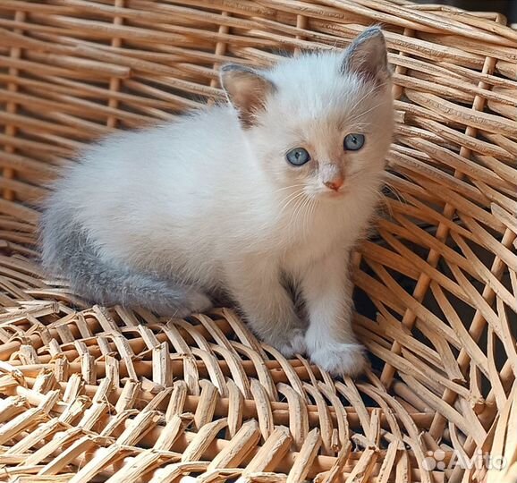 Котята Невская маскарадная