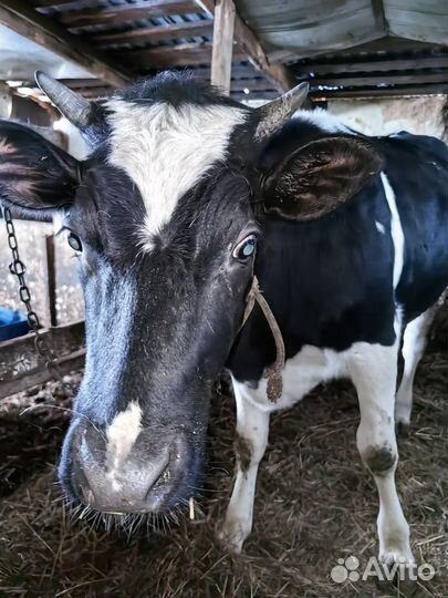 Корова стельная