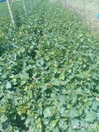 Привитые виноградные саженцы сорт